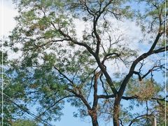 -北京大学燕东园