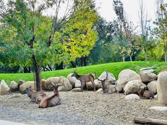 -北京野生动物园