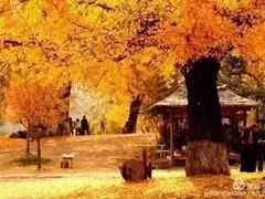 -千年银杏谷文化旅游区