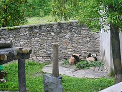 -卧龙中华大熊猫苑神树坪基地
