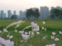 -洋湖国家湿地公园