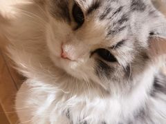 -猫腻·猫咖·撸猫馆(星光大道店)