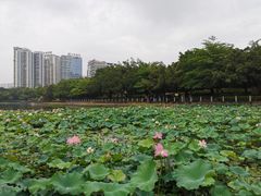 -南宁南湖公园