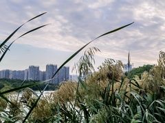 -五缘湾湿地公园