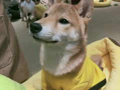 -逗柴咖啡屋·狗咖猫咖宠物桌游