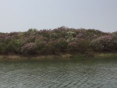 -丁香湖公园