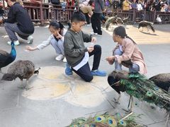 -西双版纳原始森林公园