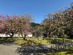 -醍醐寺