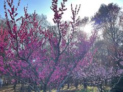 -上海海湾国家森林公园