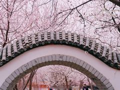 -桃花堤公园