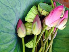 -渔娘蟹庄(阳澄湖莲花岛店)