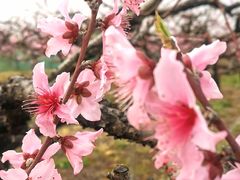 -樂桃源奉贤黄桃种植采摘基地