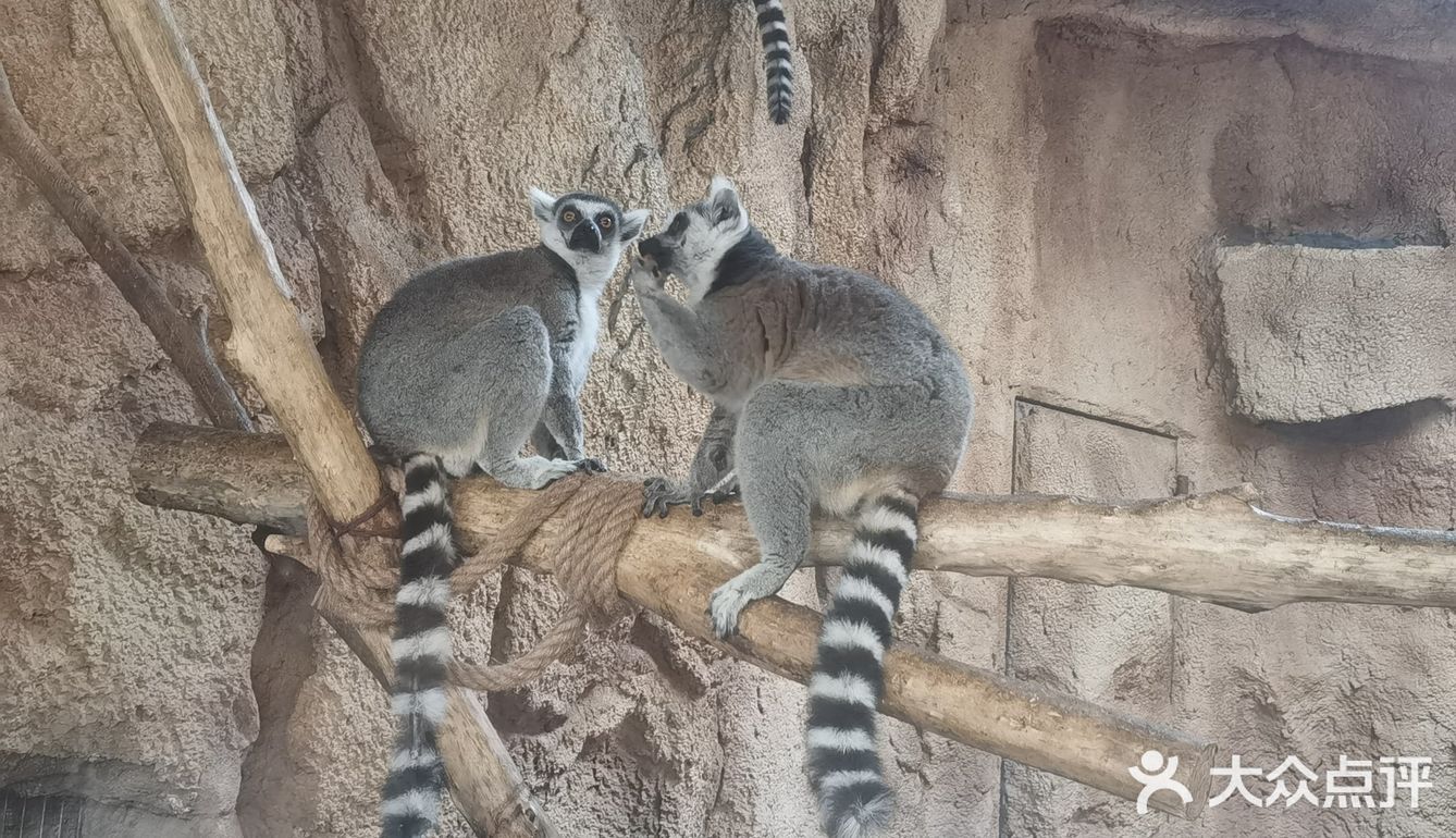 大兴野生动物园半日游