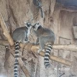 大兴野生动物园半日游