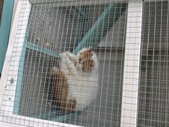 -喵屿·大理花园猫咖