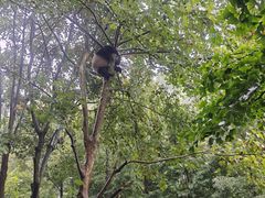 -都江堰中华大熊猫苑