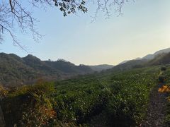 -中国茶叶博物馆(双峰馆区)