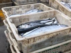 -青岛沙子口国家中心渔港