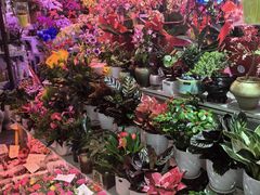 -花鸟鱼虫鲜花绿植市场(玉泉路店)