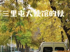 -三里屯东五街银杏大道