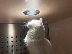-瞄一喵猫咖(格力海岸店)