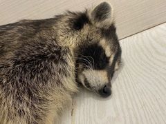 -浣熊柯尔鸭土拨鼠·电玩咖