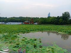 -月湖风景区