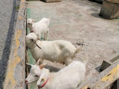 -前小桔亲子创意农场·草莓采摘·露营烧烤