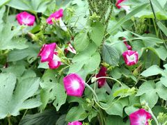 -北京东方普罗旺斯薰衣草庄园