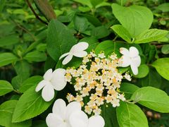 -陆家嘴中心绿地
