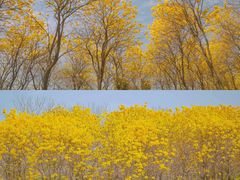 -天适樱花悠乐园