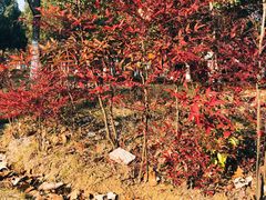 -白塘生态植物园