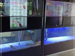-中环花鸟鱼虫市场