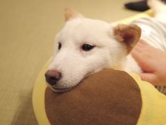-逗柴咖啡屋·狗咖猫咖宠物桌游