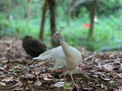 -合肥野生动物园