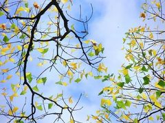 -昆山城市生态森林公园