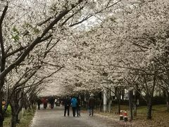 -高东镇樱花园