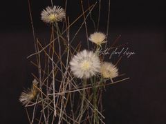 -HELEN FLORAL DESIGN(海上世界文化艺术中心店)