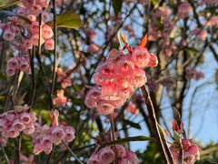 -梧桐山风景名胜区