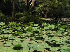 -上海雅居乐万豪侯爵酒店
