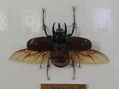 -上海昆虫博物馆