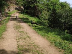 -盛世牡丹苑生态文化旅游区