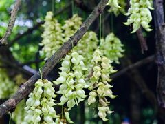 -中国科学院华南植物园