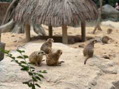 -广州长隆野生动物世界