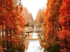 -黄海国家森林公园