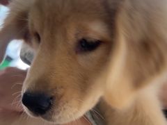 -佳雯宠物医院·皮肤科·内外科(春晓路分院)