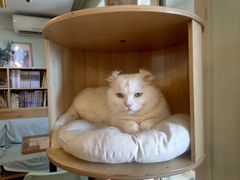 -MOYOYO猫咪咖啡店