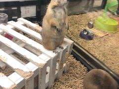 -宠物世家(仲盛世界商城店)