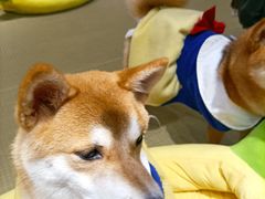 -逗柴咖啡屋·狗咖猫咖宠物桌游