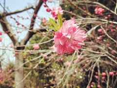 -上海市龙华烈士陵园